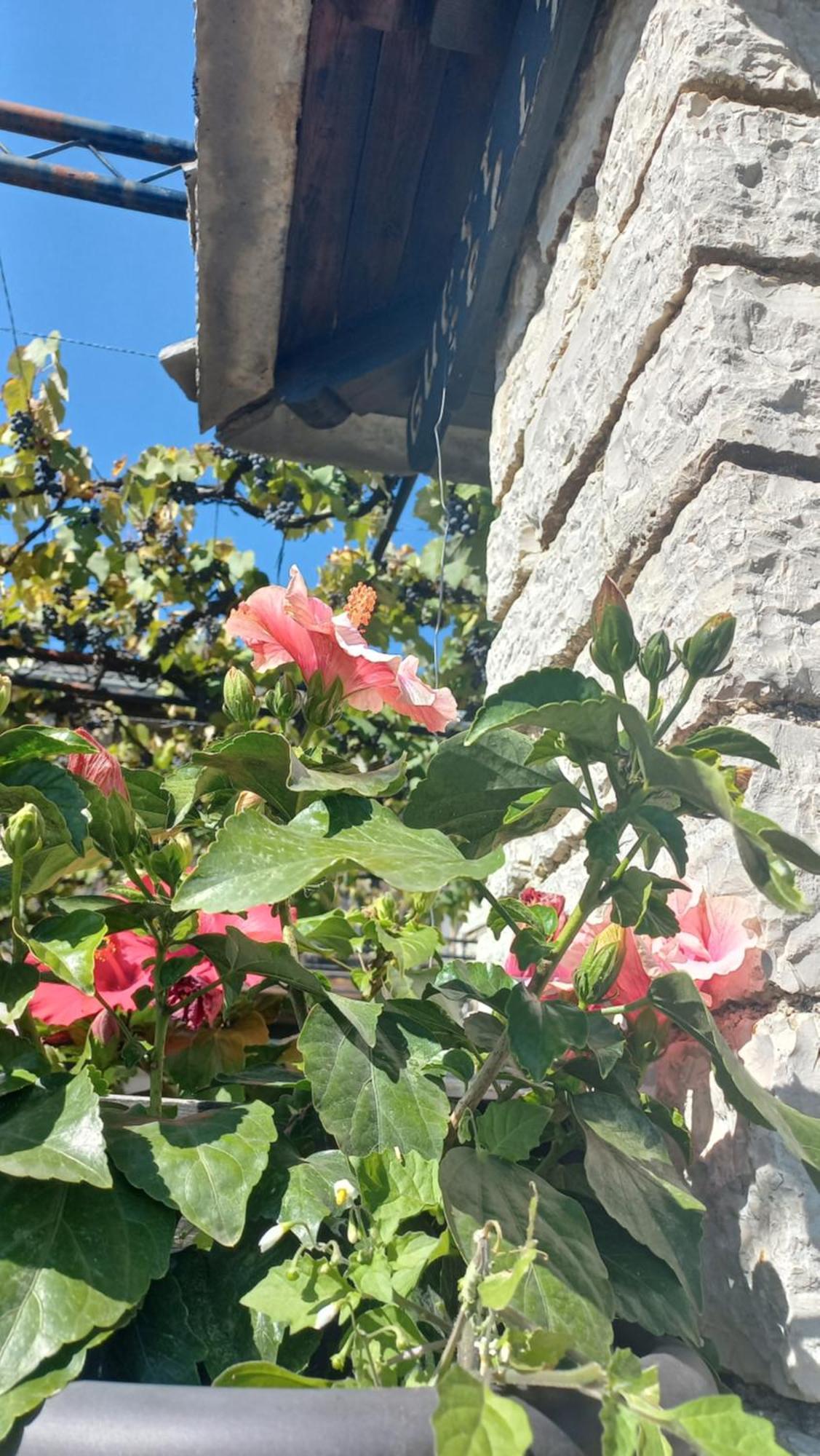 Guesthouse Selini Vitsa Zewnętrze zdjęcie