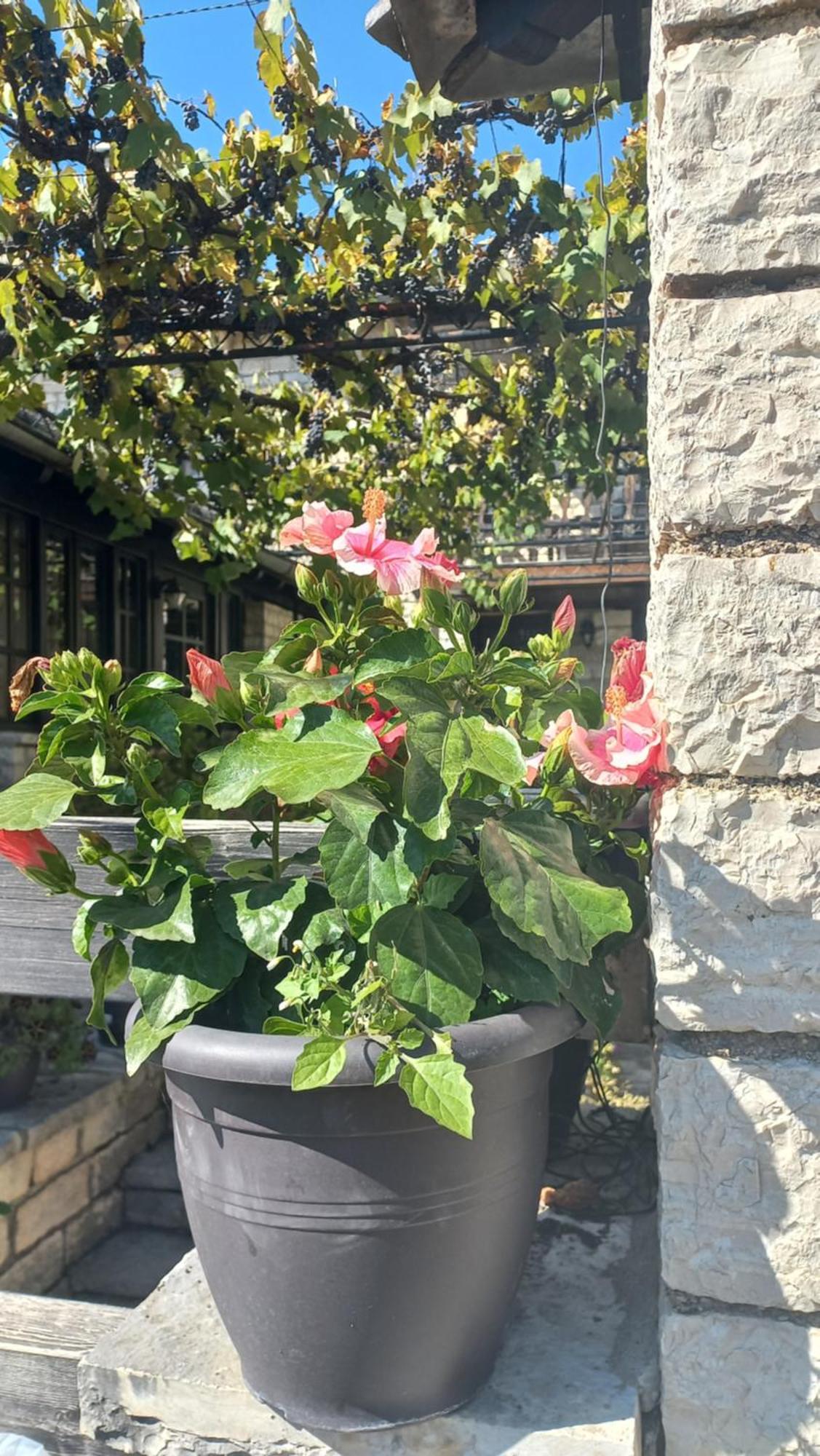 Guesthouse Selini Vitsa Zewnętrze zdjęcie